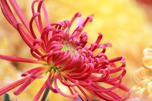 国产爆菊花,绽放民族特色的创新之花  第2张