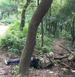 国产树林野战在线播放  第3张